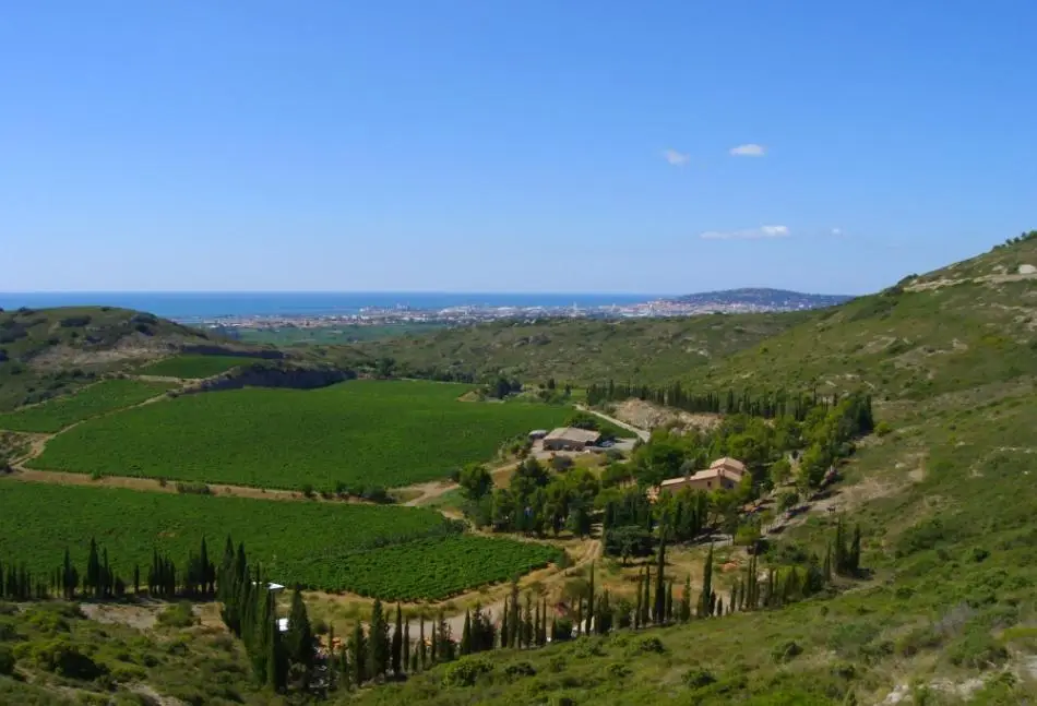 balade dans la gardiole vue sur frontignan et la mer